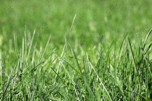 Fresh green grass, selective focus. Bright spring nature background, sunny meadow texture