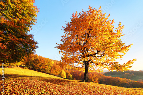 On the lawn covered with leaves at the high mountains there is a lonely nice lush strong tree and the sun rays lights through the branches with the background of blue sky. Beautiful autumn scenery.