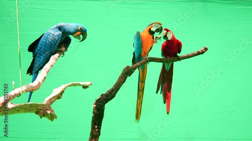 colourful parrot macaw on a green background
