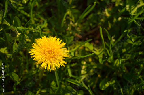 One dandelion close-up in grass
