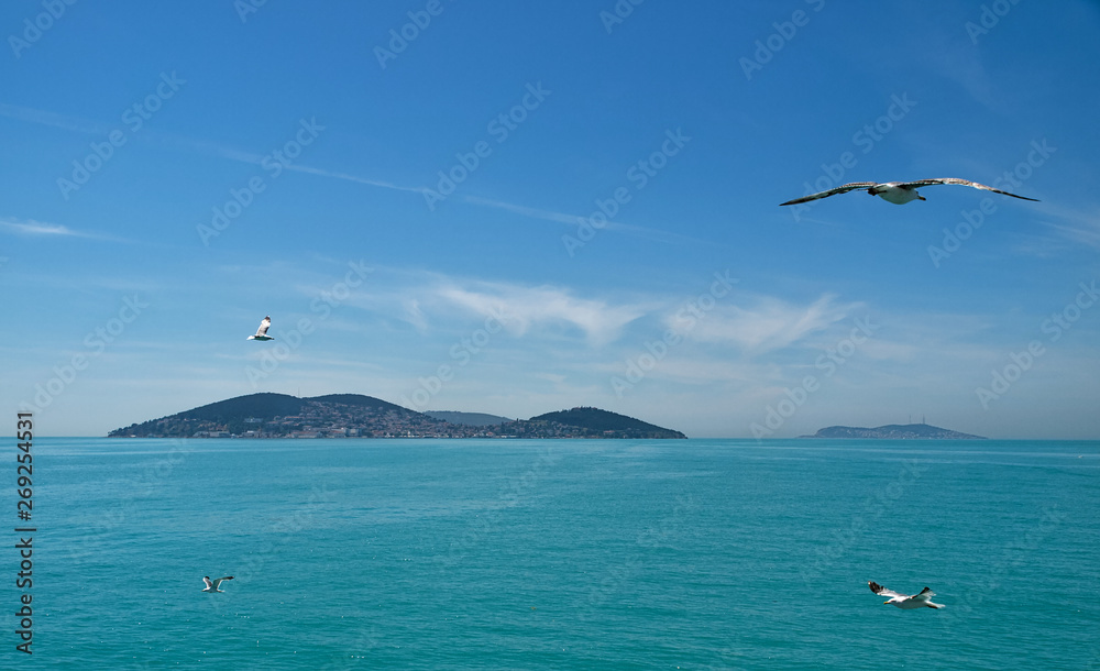 Fototapeta premium View from ship of seagulls flying over sea and islands on background during a cruise in bosporus, Prince islands, Turkey.