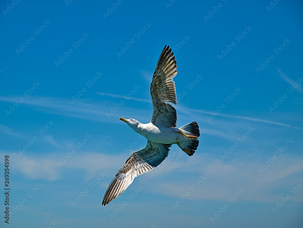 Seagull underpart with wings wide open flying against blue sky background.