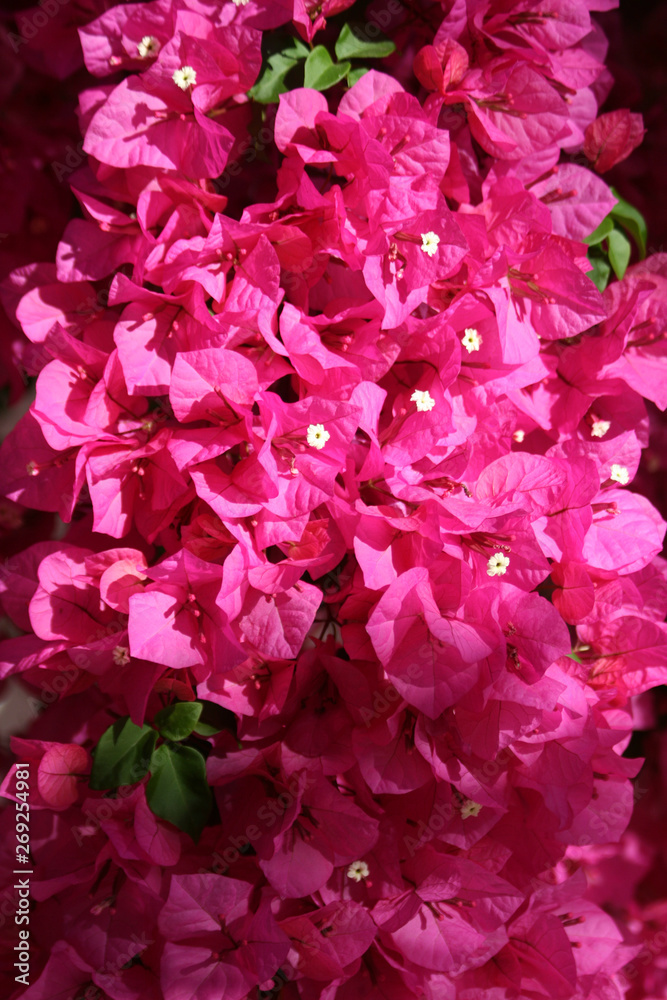 blooming pink bougainvillea flowers 