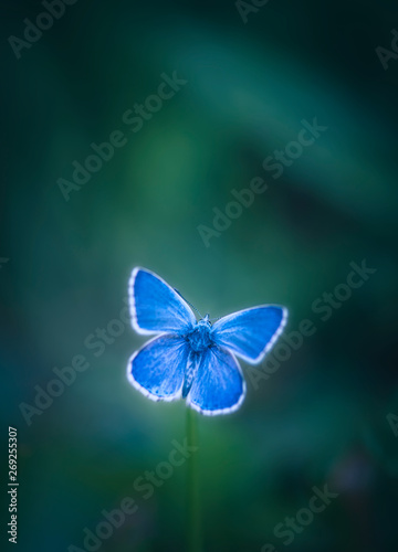 blue betterfly on green background