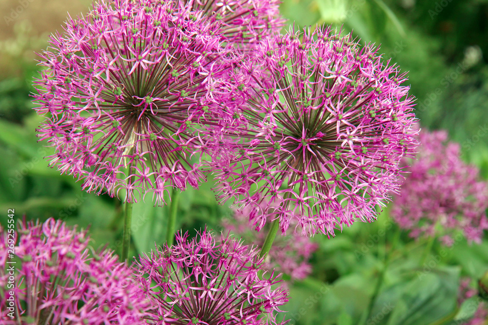 Allium millenium. Purple flowers in the garden