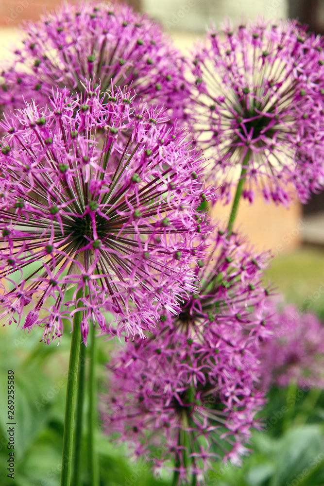 Allium millenium. Purple flowers in the garden Allium millenium. Purple flowers in the garden