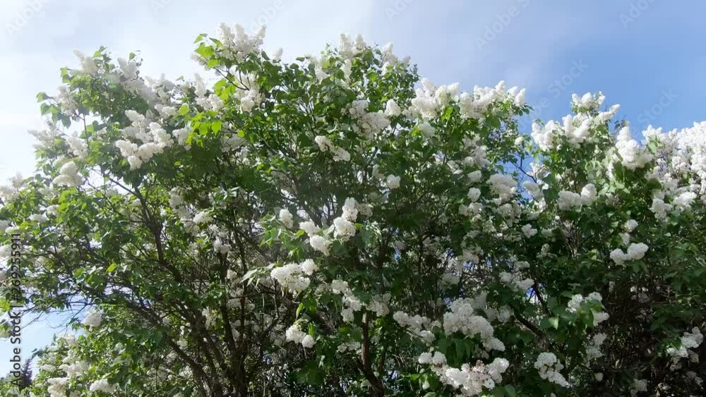 Lilac garden in Moscow Lilac garden in Moscow