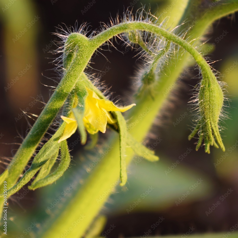 Naklejka premium Floral brush on the Bush tomatoes.Grow delicious tomatoes.