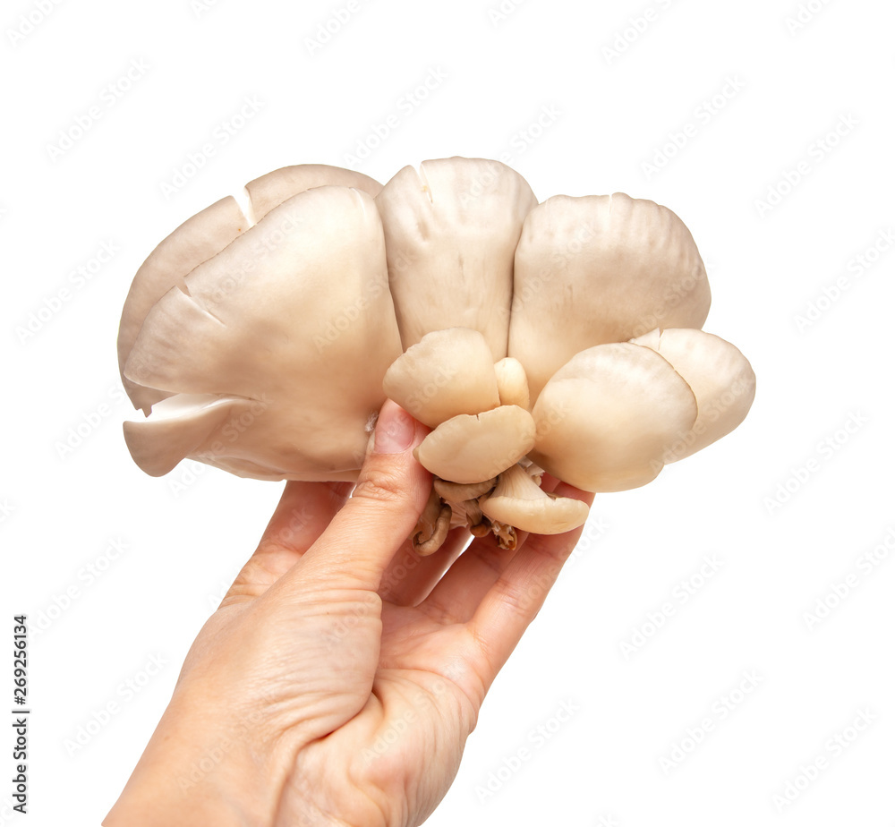 Fototapeta premium fresh oyster mushrooms on a white background
