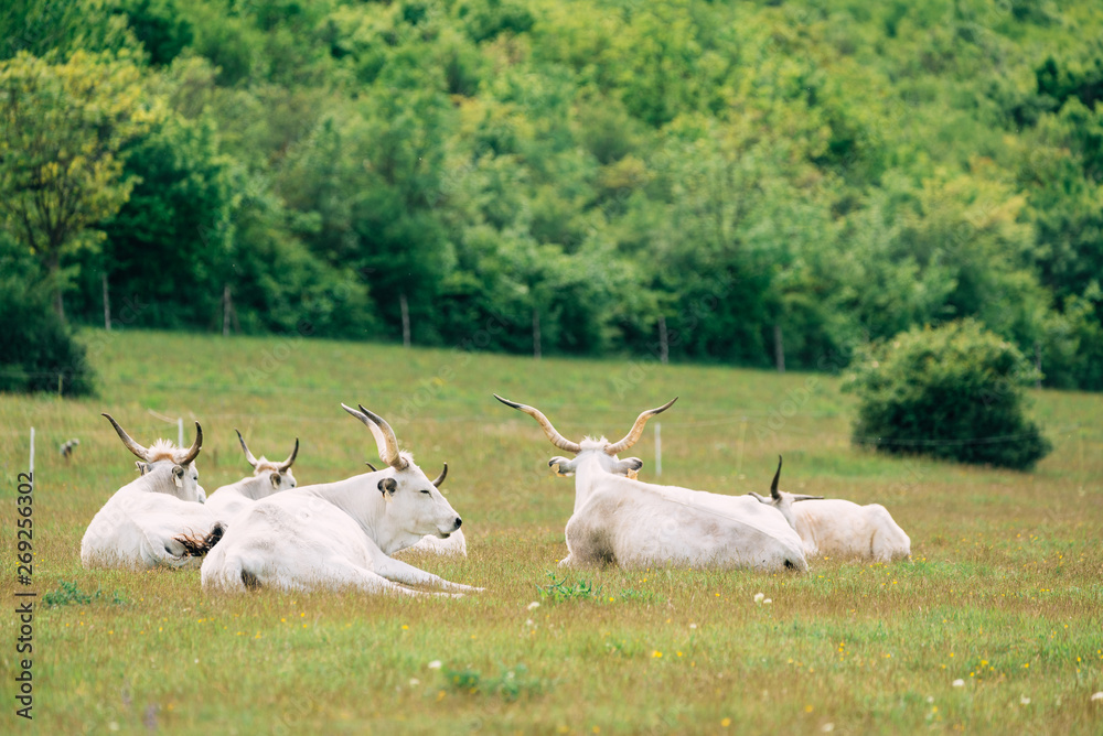 Fototapeta premium Hungarian grey cattle on pasture