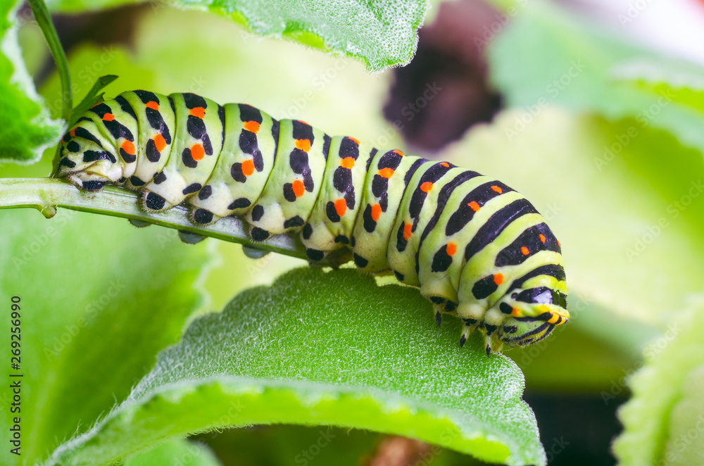 Caterpillar of the Machaon crawling on green leaves, close-up