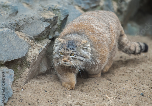 Canvas Print Pallas's cat (Otocolobus manul)