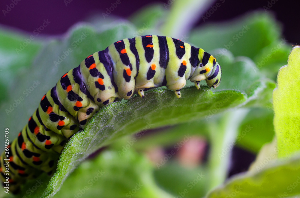 Caterpillar of the Machaon crawling on green leaves, close-up Caterpillar of the Machaon crawling on green leaves, close-up