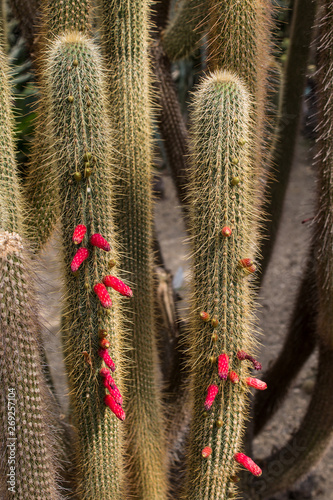 echinocactus baumannii photo