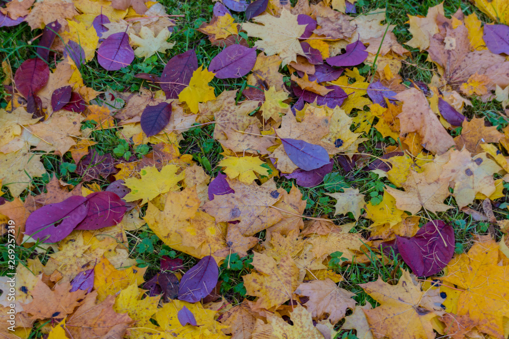 Abstract autumn leafage on grass