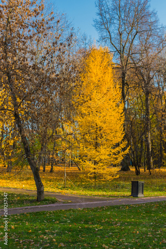 Yellow larch tree at autumn