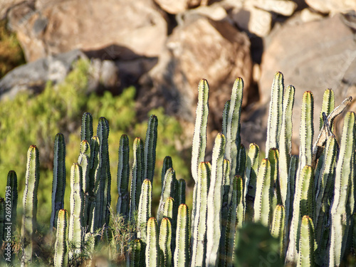 cactus san pedro