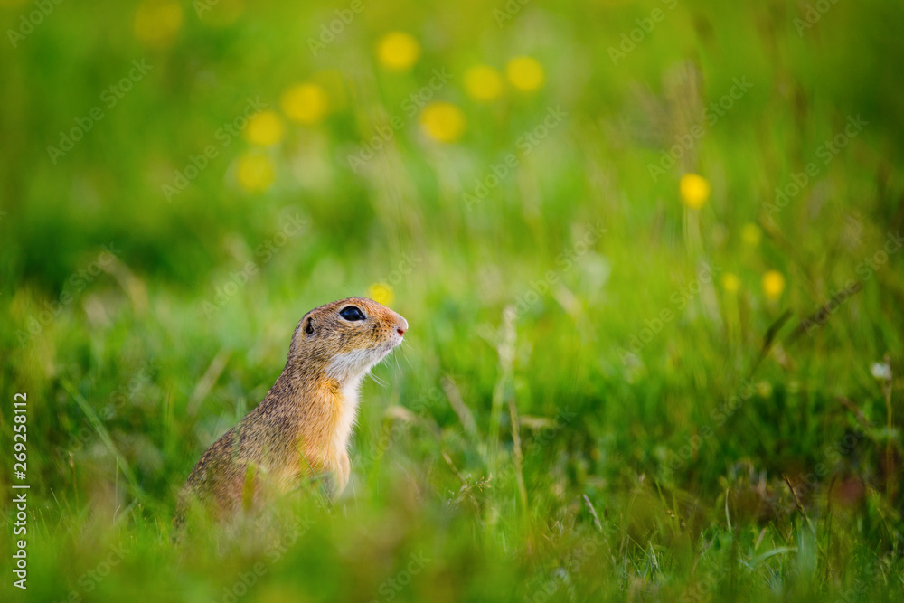 European ground squirrel / Spermophilus citellus European ground squirrel / Spermophilus citellus