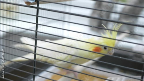 Wallpaper Mural Cockatiel climbs down its cage using beak Torontodigital.ca