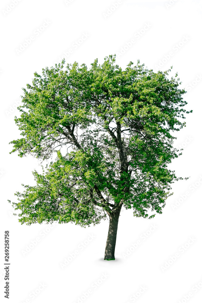 Obraz premium Tree on a white background