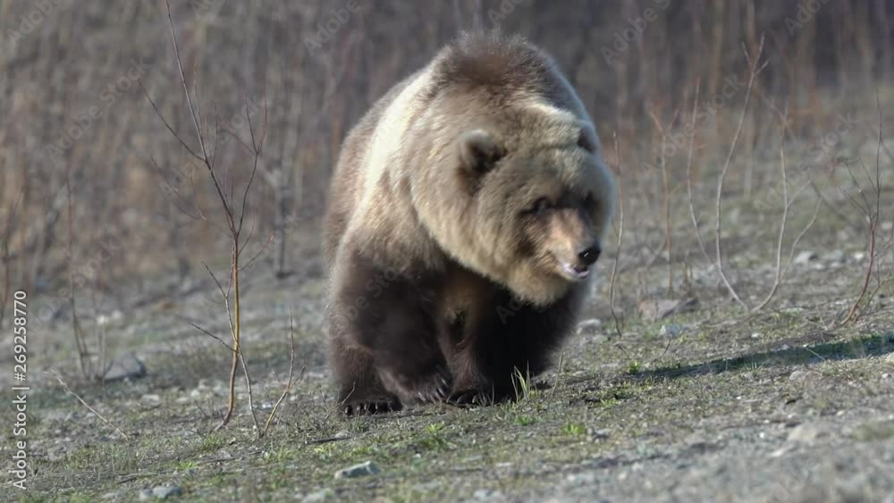 Wild hungry and terrible Far Eastern brown bear (Kamchatka brown bear) walking on stones in early spring forest in search of food. Kamchatka Peninsula, Russian Far East, Eurasia. Zoom in Wild hungry and terrible Far Eastern brown bear (Kamchatka brown bear) walking on stones in early spring forest in search of food. Kamchatka Peninsula, Russian Far East, Eurasia. Zoom in