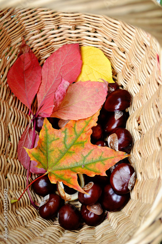 Bright autumn basket with chesnuts  red and yellow leaves