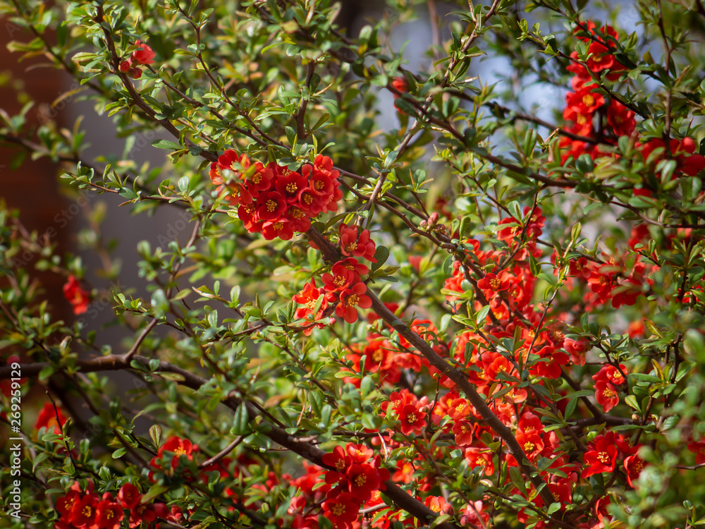 Rich red Malus Centurion flowers -  Crabapple tree