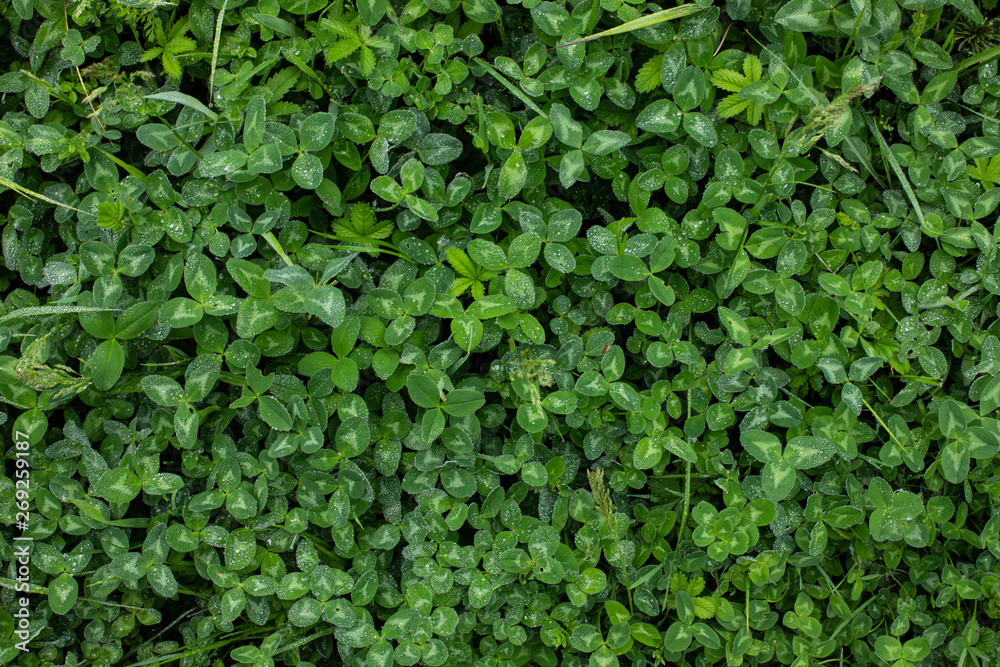 Clover field with water drops wide shot Clover field with water drops wide shot