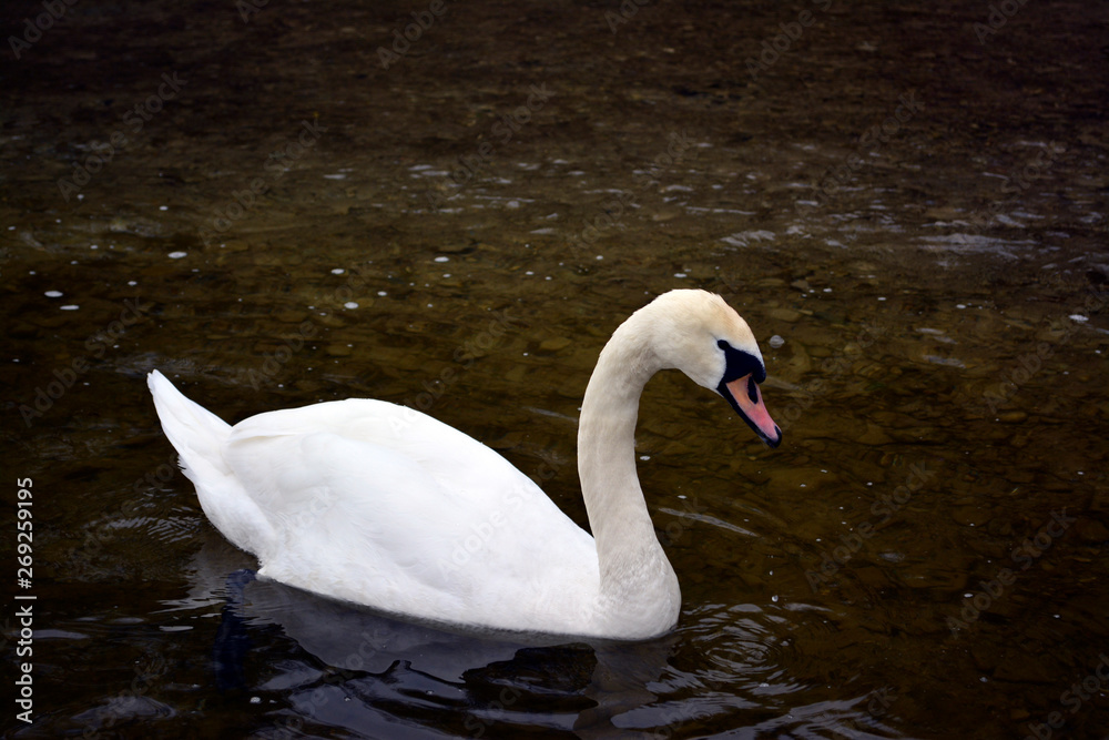 wild Swan wild Swan