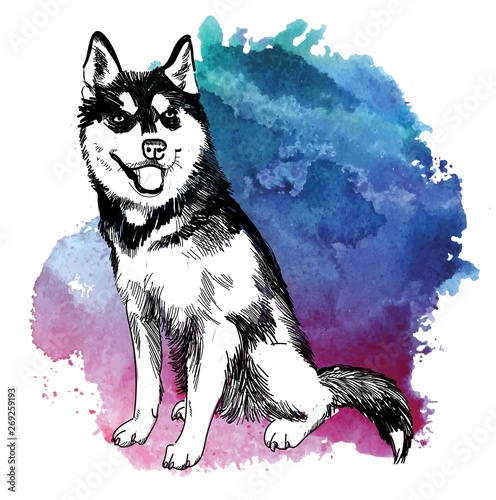 The dog is sitting. Beautiful young husky. drawing by hand in vintage style. Vintage animals.