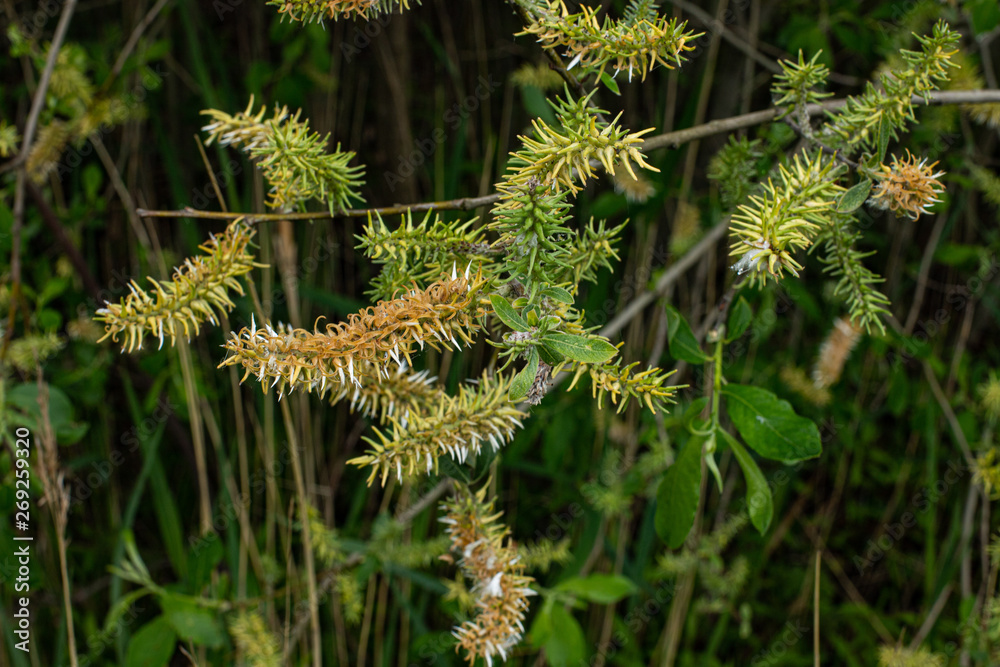 branch with leaves and seeds close up at amager fælled copenhagen branch with leaves and seeds close up at amager fælled copenhagen