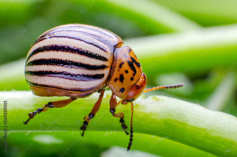 Colorado potato beetle crawling on the branches of potato Colorado potato beetle crawling on the branches of potato