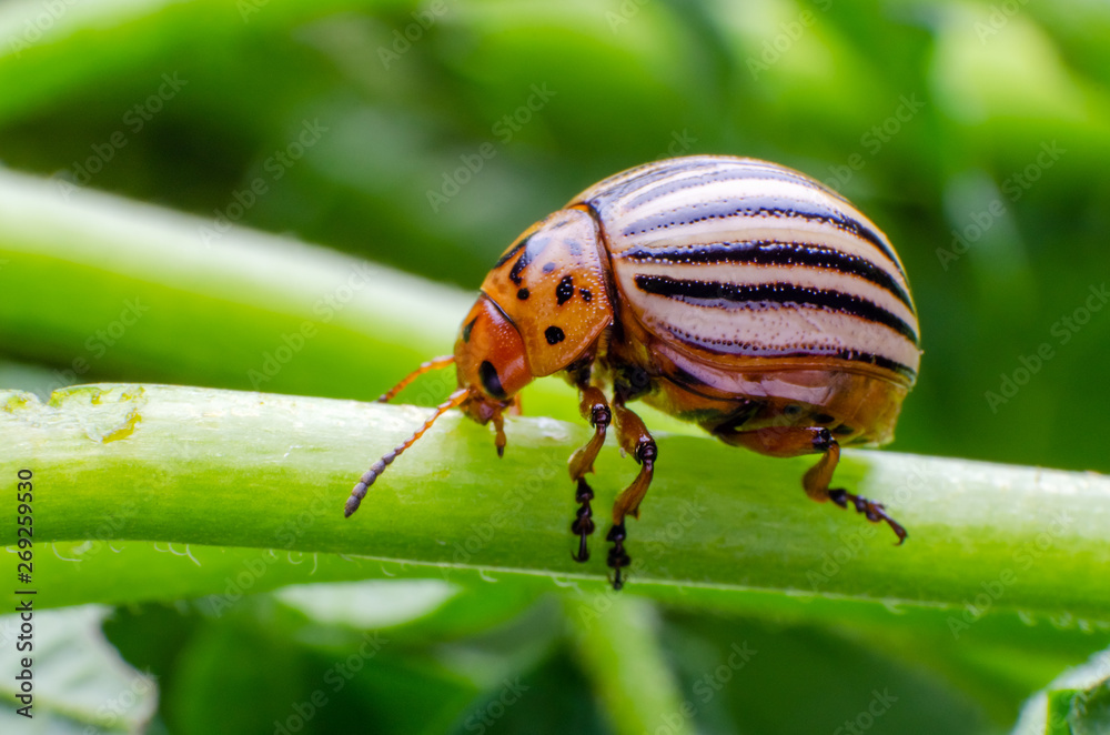 Colorado potato beetle crawling on the branches of potato Colorado potato beetle crawling on the branches of potato