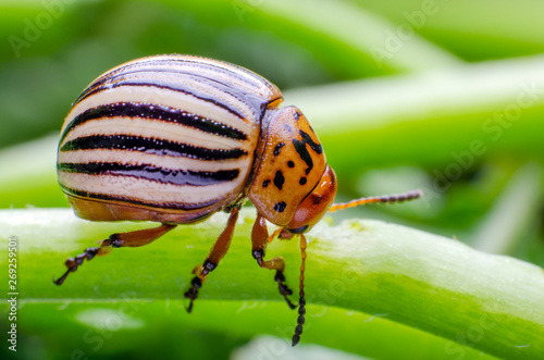 Colorado potato beetle crawling on the branches of potato