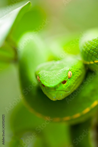 Close-up Vogel’s Green Pit Viper in the wild tree.