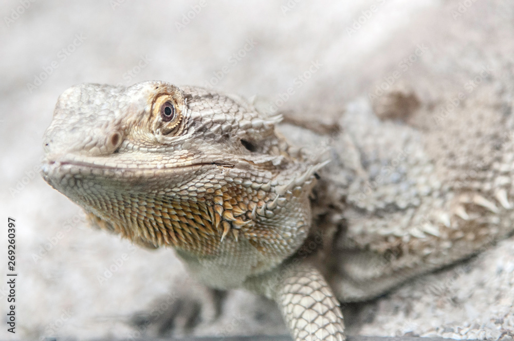 Obraz premium Close up of a Iguana harmless reptile selective focus