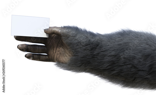 Photography Chimp Hand Holding Business Card