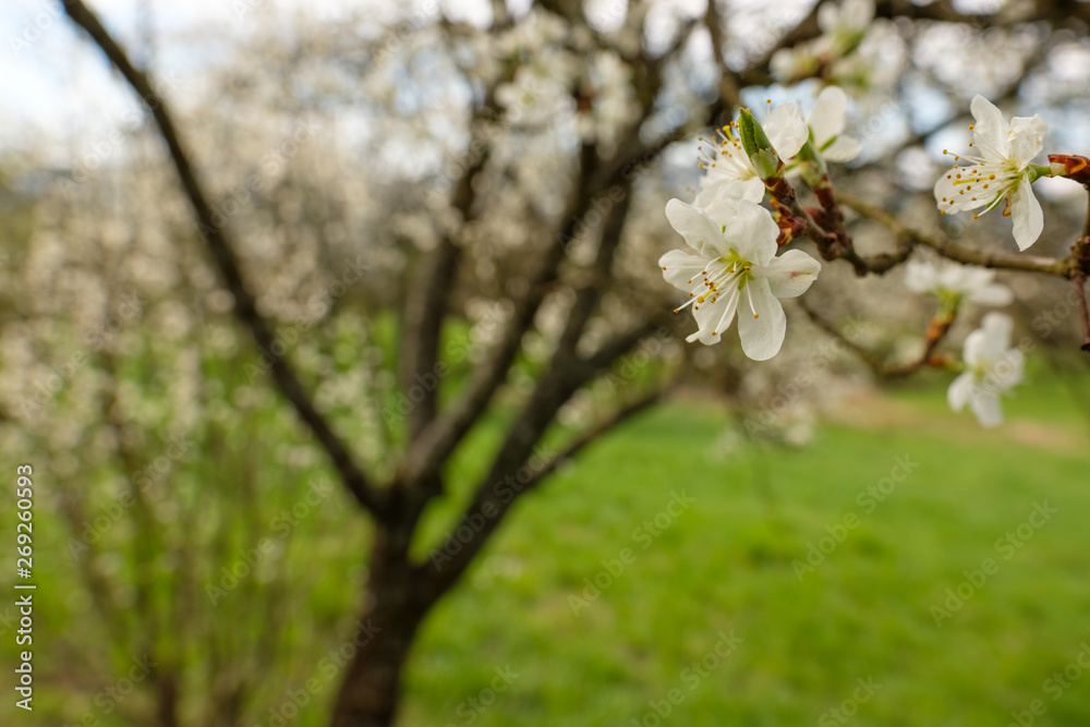 Fototapeta premium Obstbaum Ast Blüten weiß