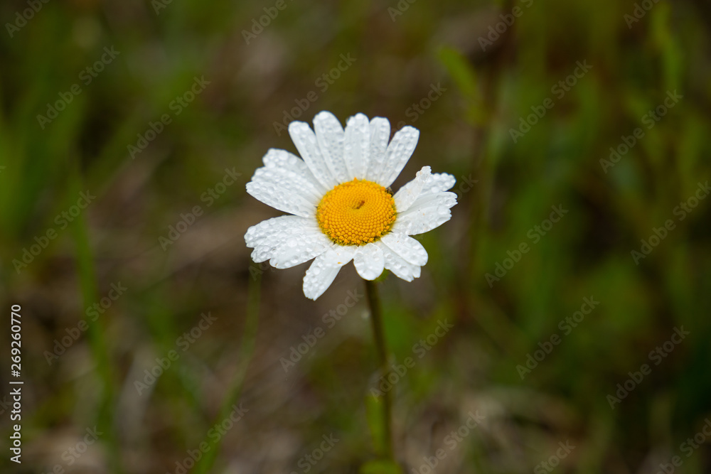 Chamomile flower closeup Chamomile flower closeup