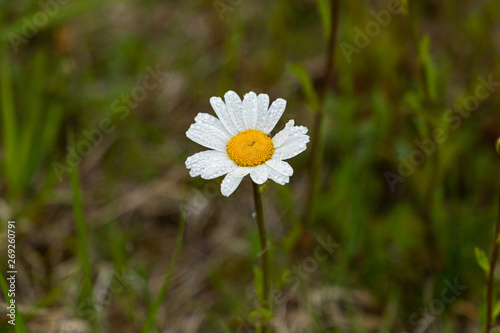 daisy in the grass