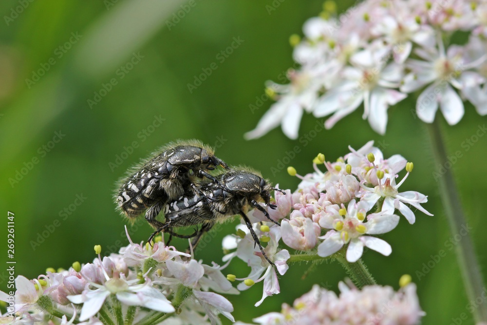 Paarung des Trauer-Rosenkäfers (Oxythyrea funesta) auf Wiesen-Bärenklau (Heracleum sphondylium)