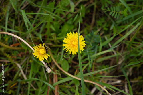 dandelion in the grass