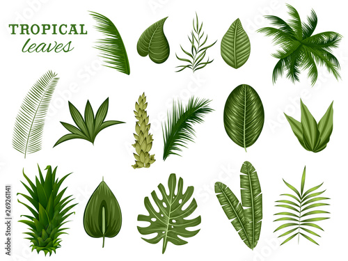 illustration of different tropical leaf for Summer time poster wallpaper for fun party invitation banner template