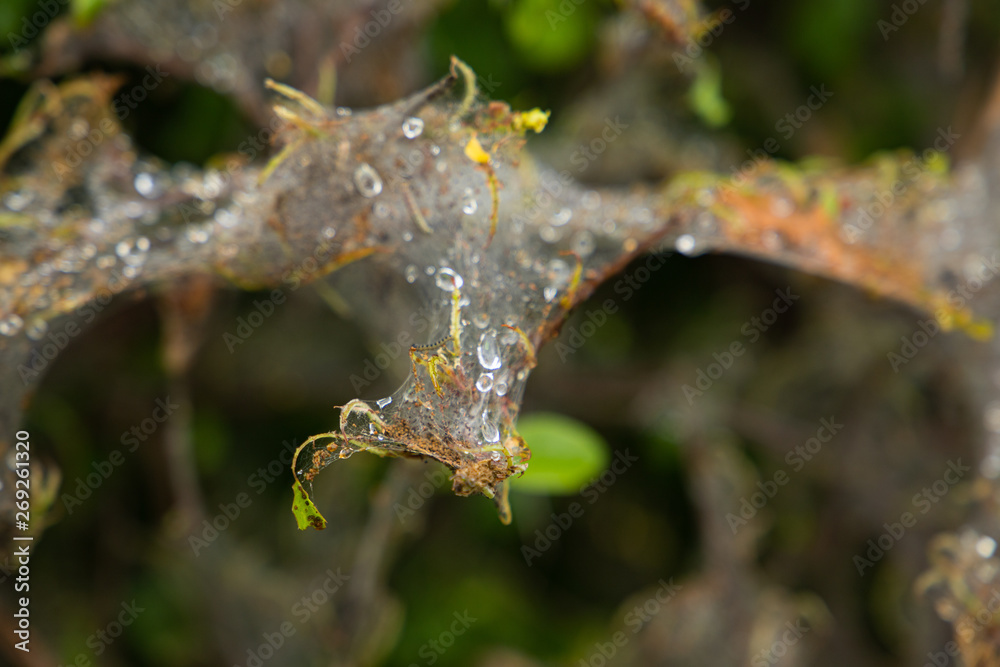 Fototapeta premium spider web with waterdrops