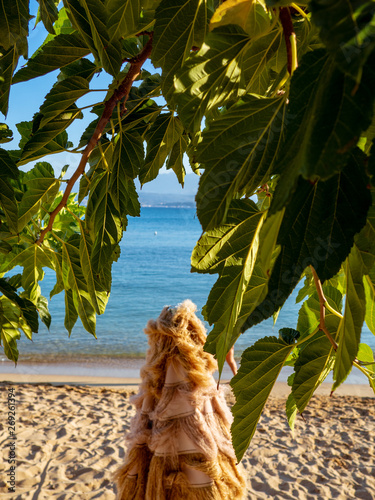 Fig tree green leaves - sandy beach and calm sea in the background - tropical environment