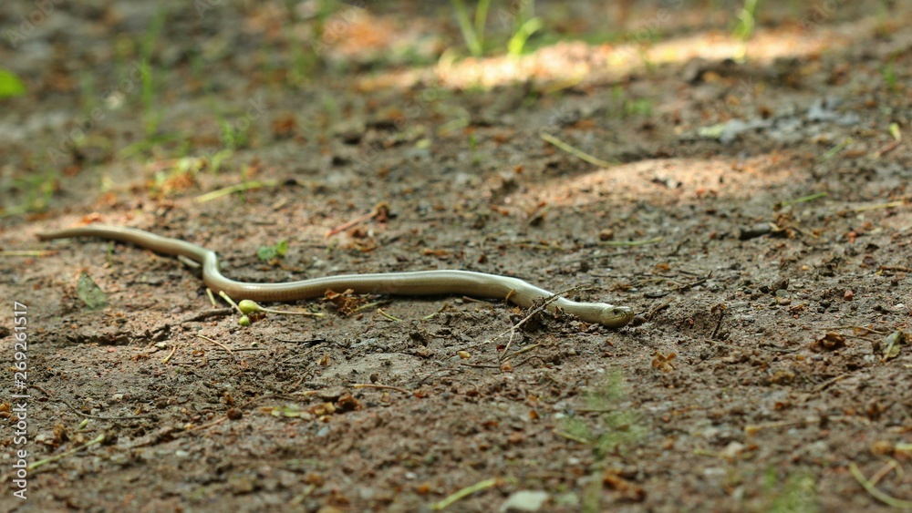 Blindschleiche (Anguis fragilis) auf Waldweg Blindschleiche (Anguis fragilis) auf Waldweg