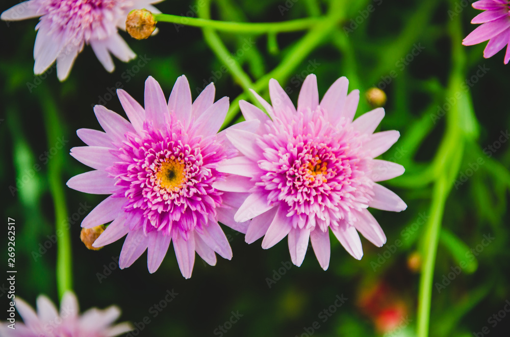 Fototapeta premium Flor da Margarida Rosa no jardim