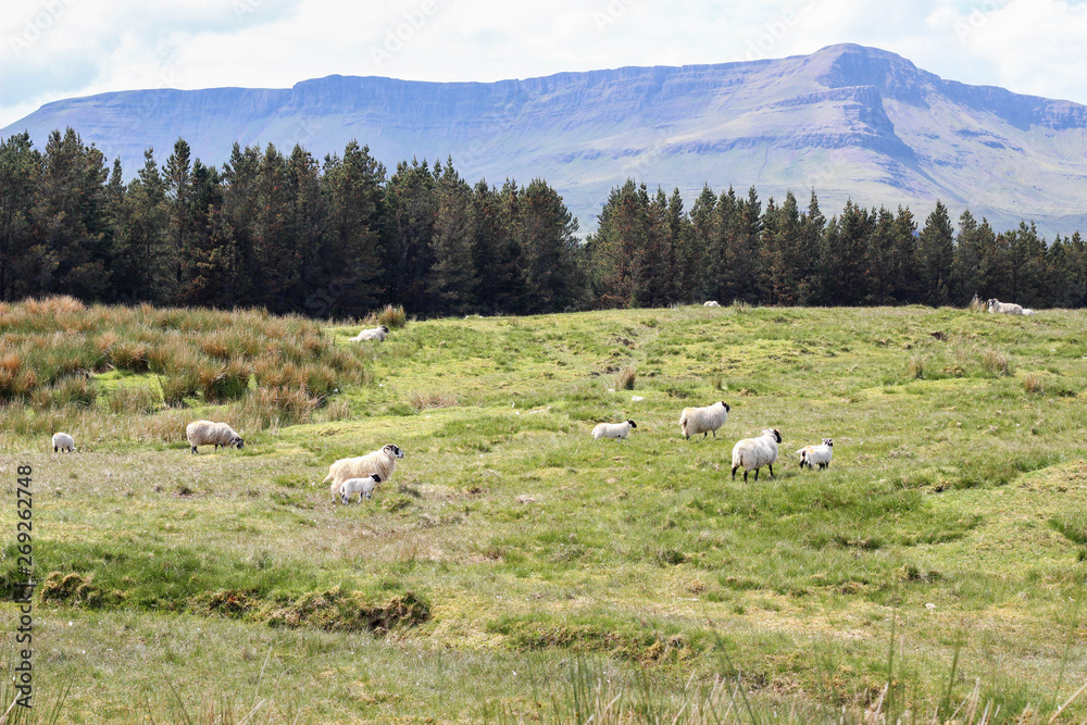 Herd of sheep - Isle of Skye