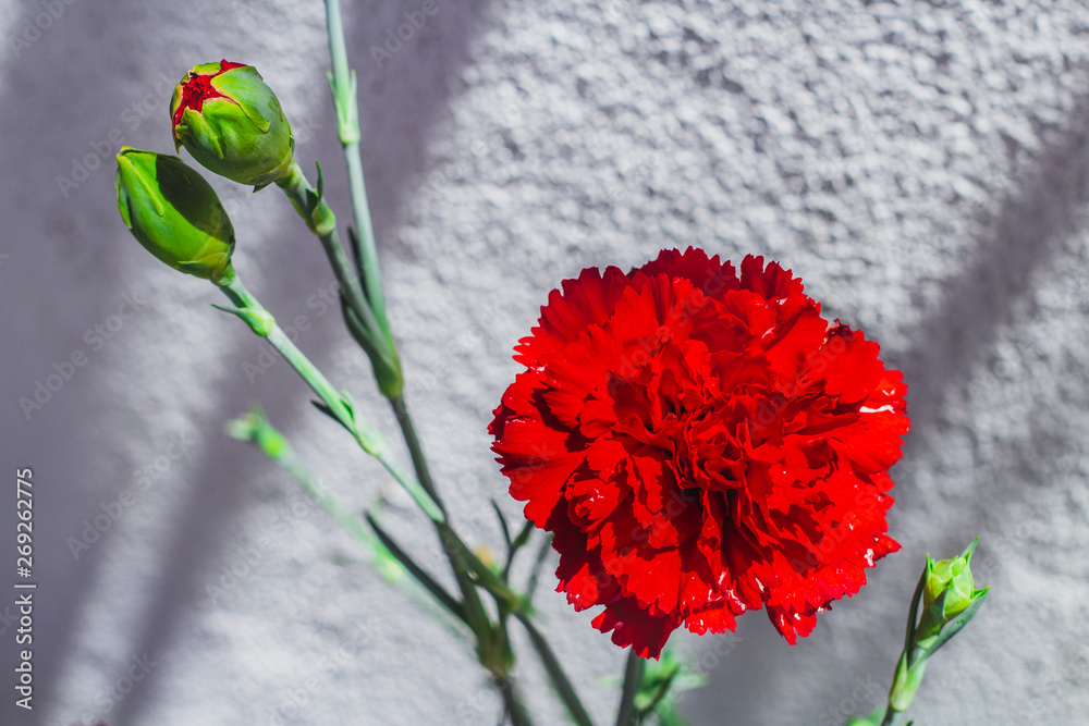 Flor cravo vermelho no jardim Stock Photo | Adobe Stock