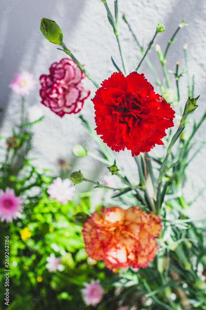 Flor cravo branco e vermelho no jardim Stock Photo | Adobe Stock